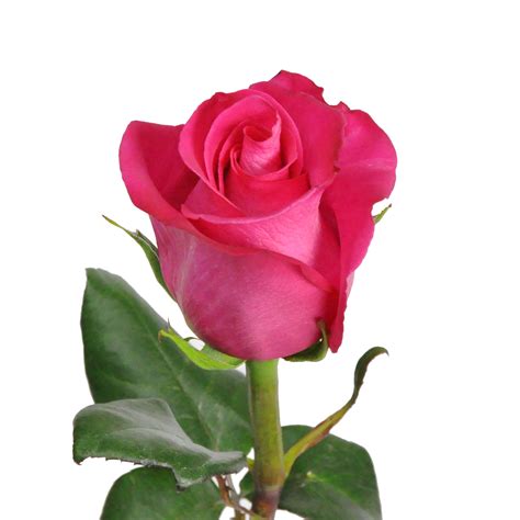 Hot Pink Roses 50 Cm Fresh Cut Flowers 50 Stems Roses By