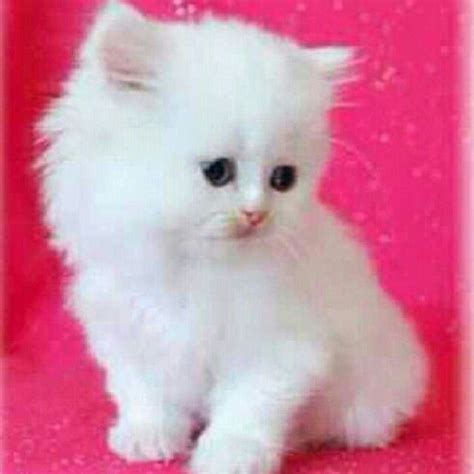 Miniature Persian Cat Love It Cute Cats Fluffy Kittens Teacup