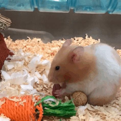 Animal Behavior Syrian Hamster  Wiffle