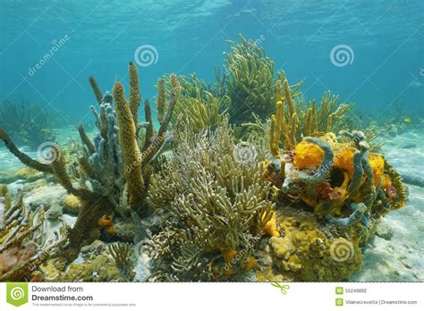 Octocorals And Colorful Sponges On The Seabed Stock Photo