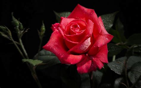 Tapeta Na Pulpit Róża Na Telefon Kategoria Róże Impierium Tapet