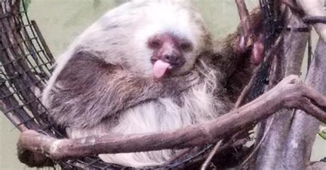 Sloth Album On Imgur