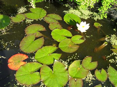 Lily Pads With White Flowers In The Ponds In My Garden Faça Você