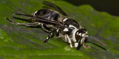 Star Hornet Control Get Lost Pest Control