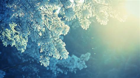 Wallpaper Sunlight Trees Water Nature Reflection Sky Snow