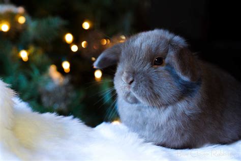Chocolate Christmas Funny Rabbit Pet Bunnies Cute Bunny