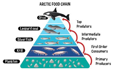 Diagram Showing Arctic Food Chain For Education 2776054 Vector Art At