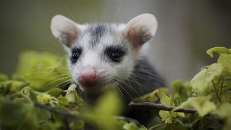 Mother Nature Network — 10 Things You Didnt Know About Opossums Brought