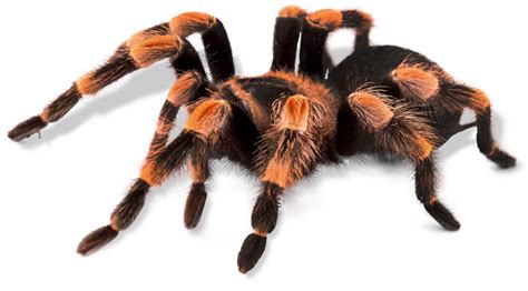 The true tarantula spiders belong to the family theraphosidae. O. Orkin Insect Zoo | Smithsonian National Museum of ...