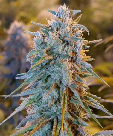 Blue Dream Cannabis Seeds By Humboldt Seed Organisation