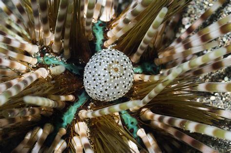 Banded Sea Urchin Photograph By Georgette Douwma Fine Art America