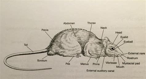 Diagram Of A Rat With Labelling