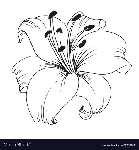White Lily Royalty Free Vector Image Vectorstock Flower Drawing
