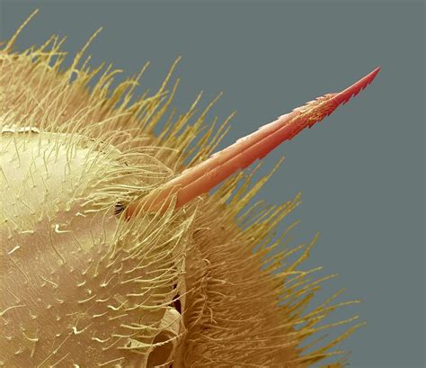 Bee Stinger Sem Photograph By Steve Gschmeissner Pixels