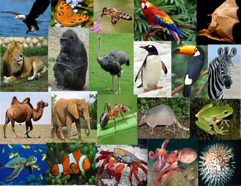Diversidad Animal Animales En Peligro De Extincion Imagenes De