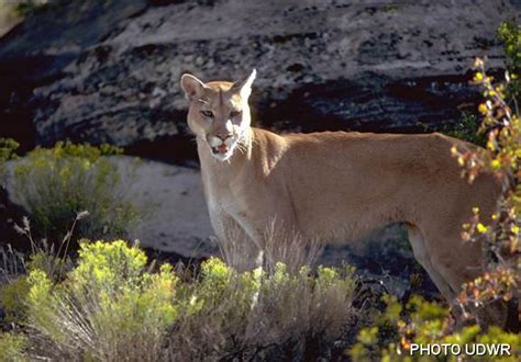 Multiple Cougar Sightings Near Neighborhood Park Prompt Warnings