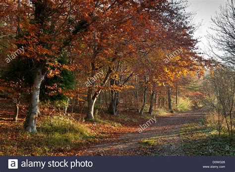 Download This Stock Image Beech Trees Fagus Sylvatica