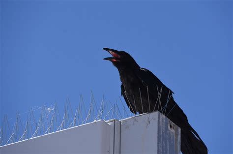 How To Get Rid Of Crows And Why Its So Hard Lawnstarter