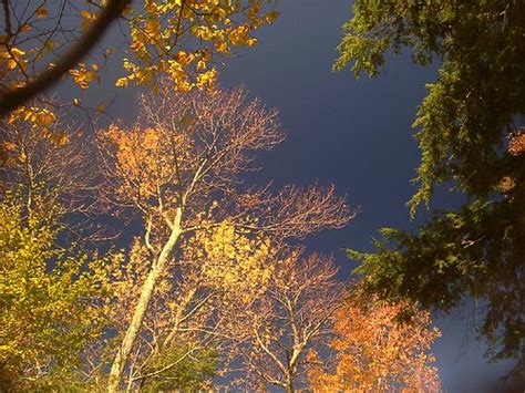 Treesanddeepblue Sky Used A Circular Polarizer For Deep Blue Flickr