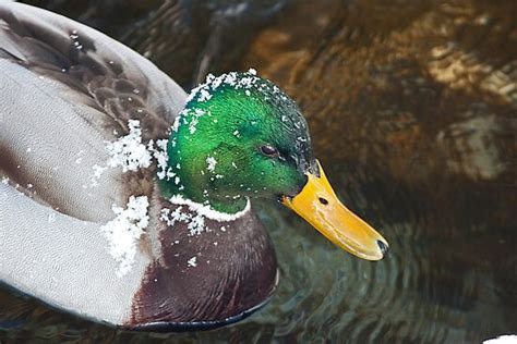 The Savage Canadian Snow Duck By Mike Oxley Redbubble