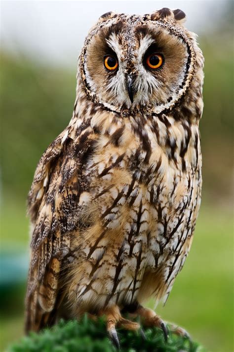 BÚho Real Indio Bubo Bengalensis 53 Cm Long Eared Owl Owl Funny Owls
