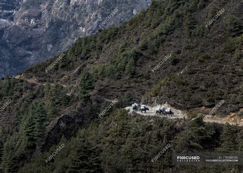 Nepal Himalaya Khumbu Pack Animals On Hiking Trail — Himalayas