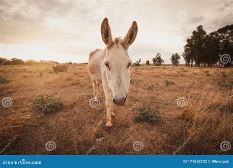 White Donkey In A Field Surrounded By Greenery Under Sunlight And A