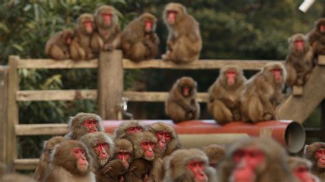 Monkey Is Killed In Japan After Spate Of Human Attacks The New York Times
