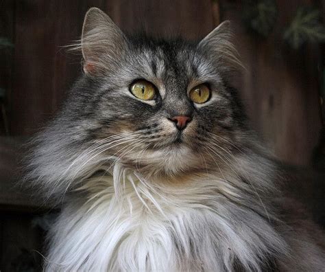 50 Best Norwegian Forest Cat And Maine Coon Images On