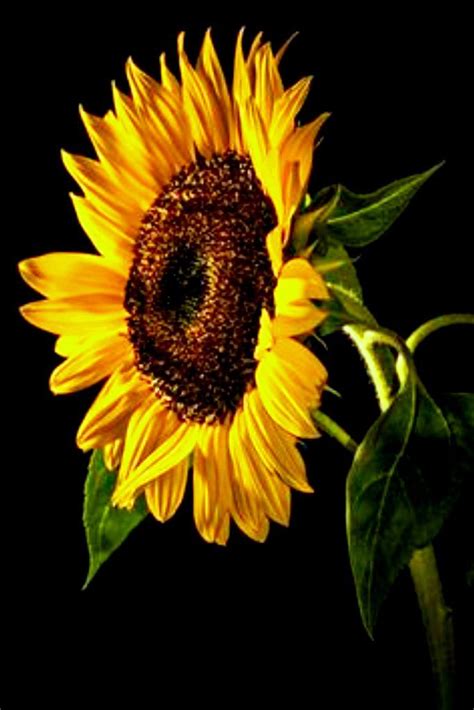 Pin On Sunflowers