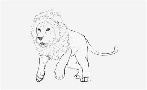 Lion Pencil Drawing At Getdrawings Free Download