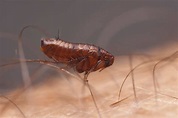 Interesting Flea Facts - Pointe Pest Control | Chicago Pest Control and ...