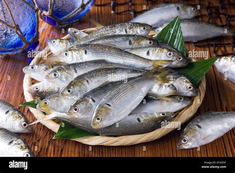 Dotted Gizzard Shad Stock Photo Alamy