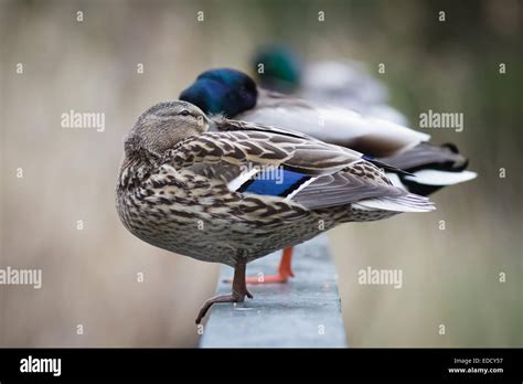 A Row Of Sleeping Mallard Ducks Stock Photo Alamy