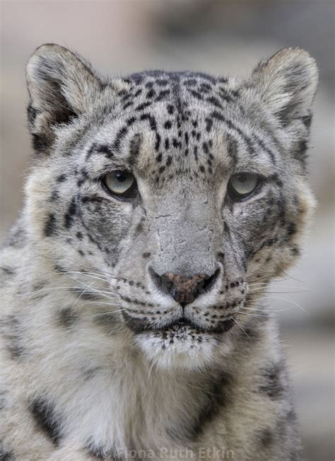 Rocky Male Snow Leopard Portrait License Download Or Print For £12