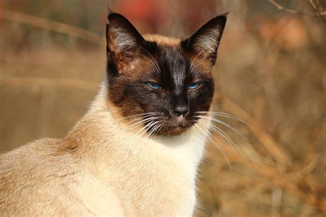 Free Picture Cat Cute Portrait Siamese Cat Animal