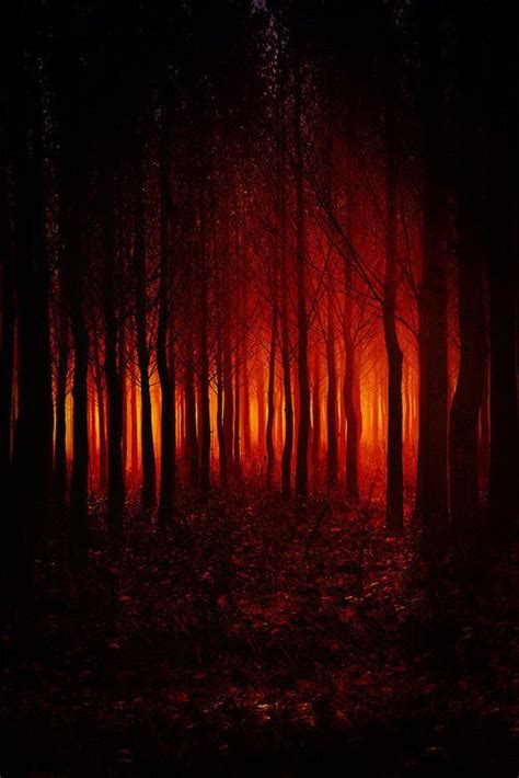 Fire Red Autumn Sunset Light Red Nature Trees Fire Autumn Fall Forest