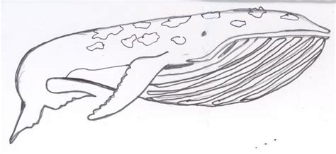 It's friday, so be sure to post all of your art to the. whale . Animals. Drawings. Pictures. Drawings ideas for ...