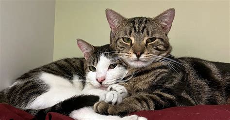 How Two Bonded Cats Sikes And Stanley Found The Purr Fect Home Aspca