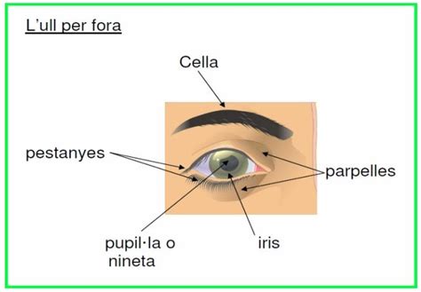 Els Amics Del Planeta Els Rgans Dels Sentits