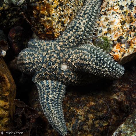 Micks Marine Biology Sea Stars Of Vancouver Island Part 3
