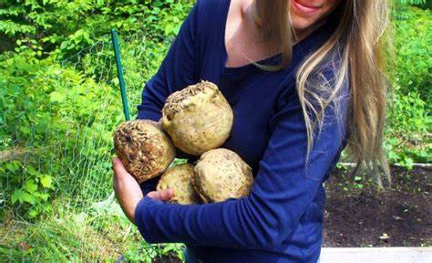 Диеты на сельдереи