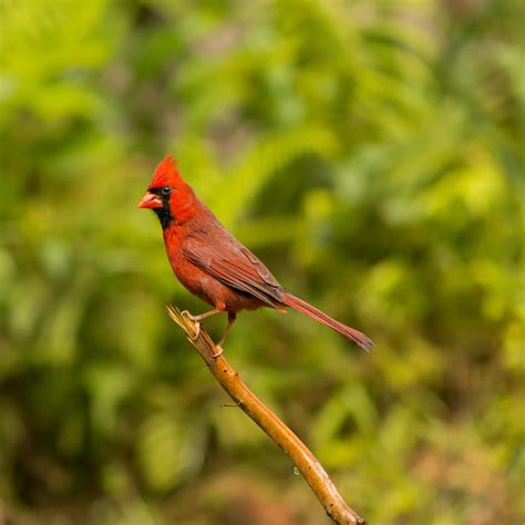 Hawaiian Red Bird Bird Red Birds Different Birds