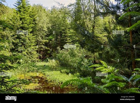 A Large Forest With Bushes And Different Types Of Trees Stock Photo Alamy