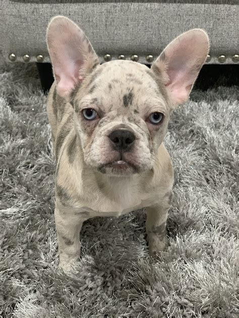 33 Blue Merle French Bulldog Picture Bleumoonproductions