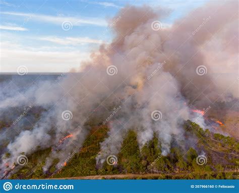 Controlled Fire Burn In Forest Woods Smoke And Flames Stock Photo