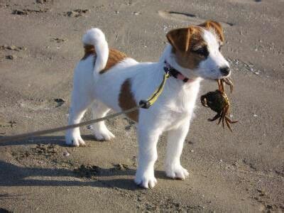 My cute dogs made from sheep wool, glass eyes. Parson Jack Russell Puppies For Sale Near Me