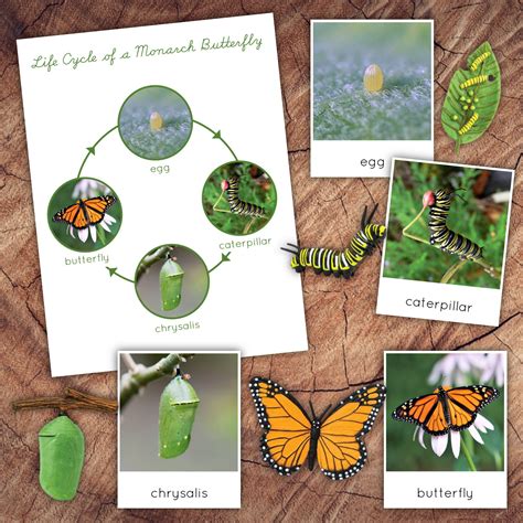 Life Cycle Monarch Butterfly Digital 3 Part Cards Etsy
