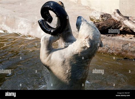 Polar Bear Playing In Water Stock Photo Alamy