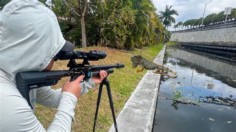 iguana hunting urban canals with air rifles youtube